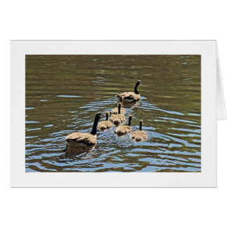 Geese de Canadá con gallos (bordeado)