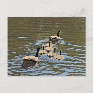 Geese de Canadá con tarjeta postal Goslings