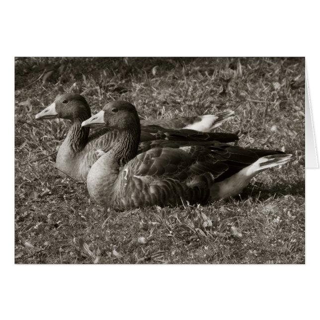 Geese de Greylag (Sepia) (Anverso (Horizontal))