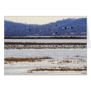 Geese de nieve al amanecer en la vida silvestre Sq
