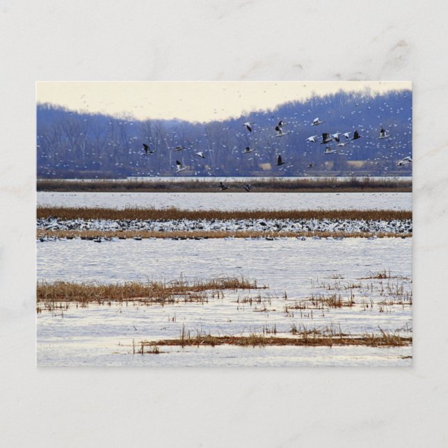Geese de nieve al amanecer, postal de refugio de t (Anverso)