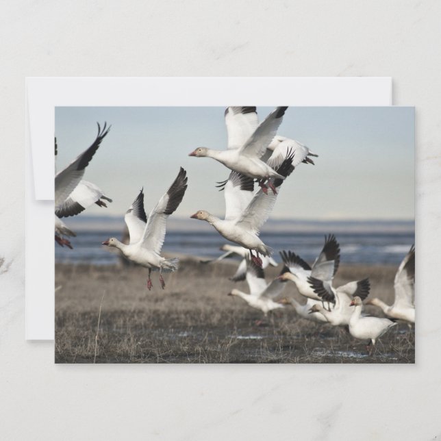 Geese de nieve voladora (Anverso)