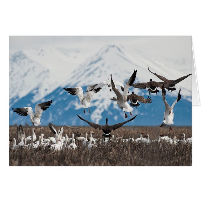 Geese dispersivo (Anverso (Horizontal))