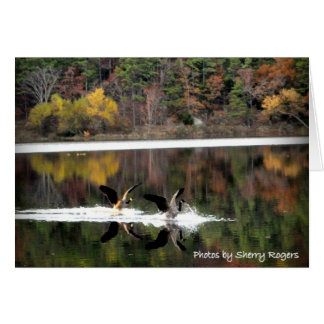 ~Geese en Clayton Lake~