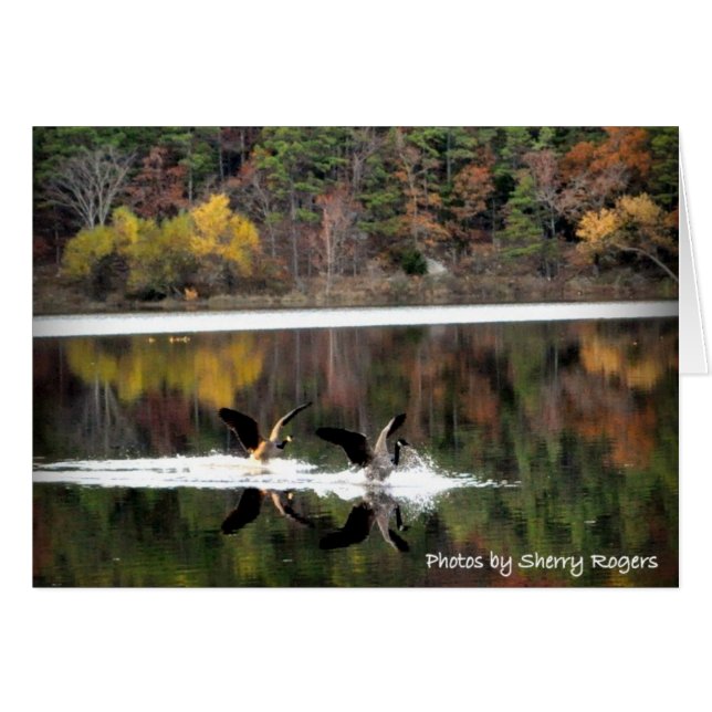 ~Geese en Clayton Lake~ (Anverso (Horizontal))