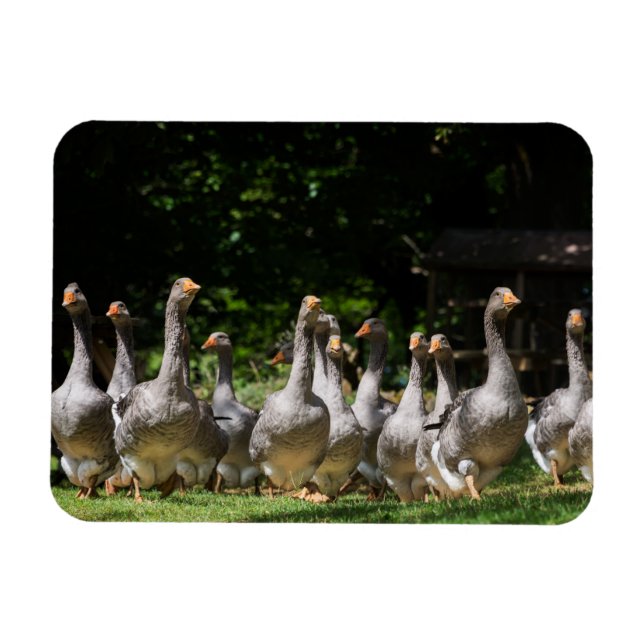 Geese en el imán rectangular de Dordoña (Horizontal)