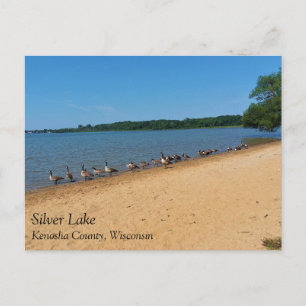 Geese en el lago plateado, postal de Wisconsin