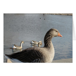Geese en el parque