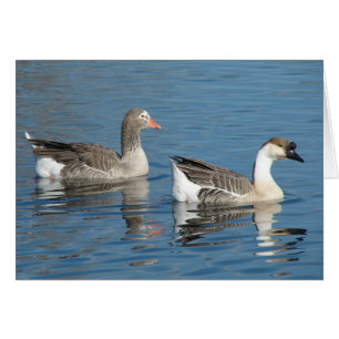 Geese en el parque