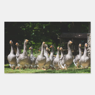 Geese en el pegatina rectangular de Dordoña