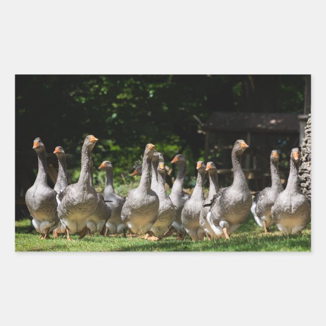 Geese en el pegatina rectangular de Dordoña (Anverso)