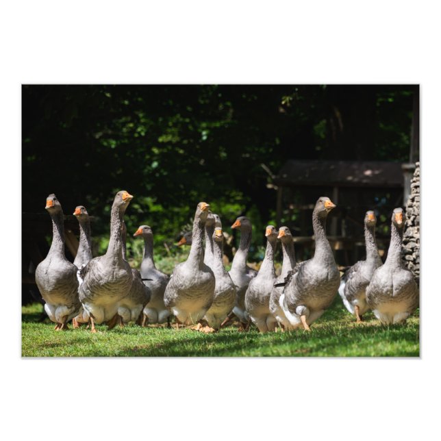 Geese en la foto impresa en Dordoña (Frente)