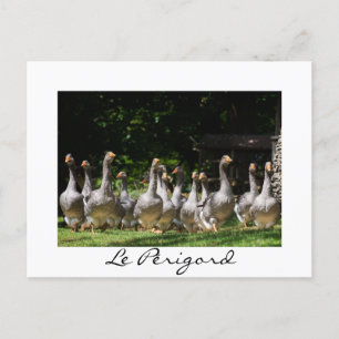Geese en la postal de texto en blanco de Périgord