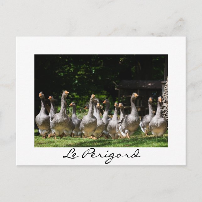 Geese en la postal de texto en blanco de Périgord (Anverso)