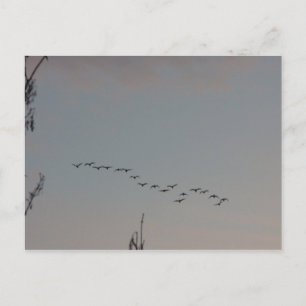 Geese en la postal de vuelo