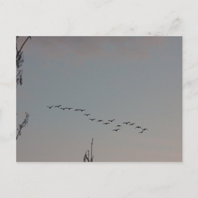 Geese en la postal de vuelo (Anverso)