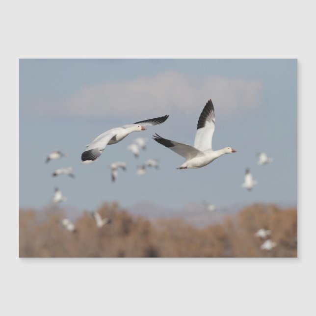 Geese en los cielos de Bosque (Anverso)