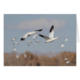 Geese en los cielos de Bosque