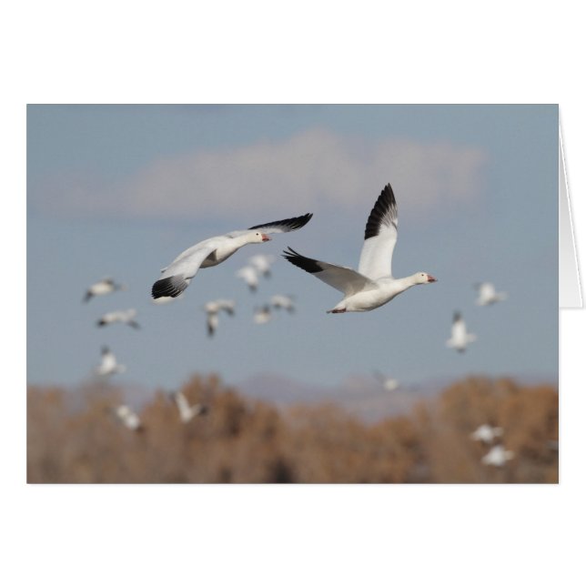 Geese en los cielos de Bosque (Anverso (Horizontal))