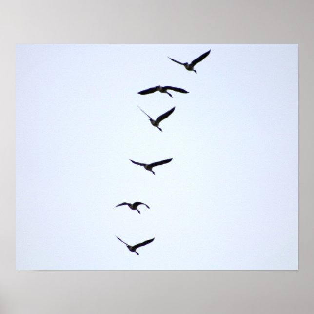 Geese en vuelo 20x16 Poster de impresión de pared  (Frente)