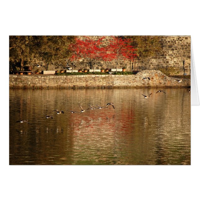 Geese salvaje volando en formación (Anverso (Horizontal))