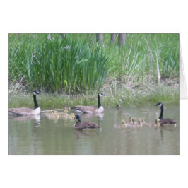 Geese y Goslings en un estanque