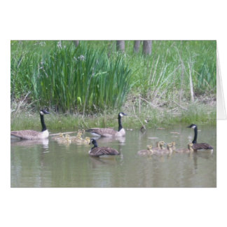 Geese y Goslings en un estanque