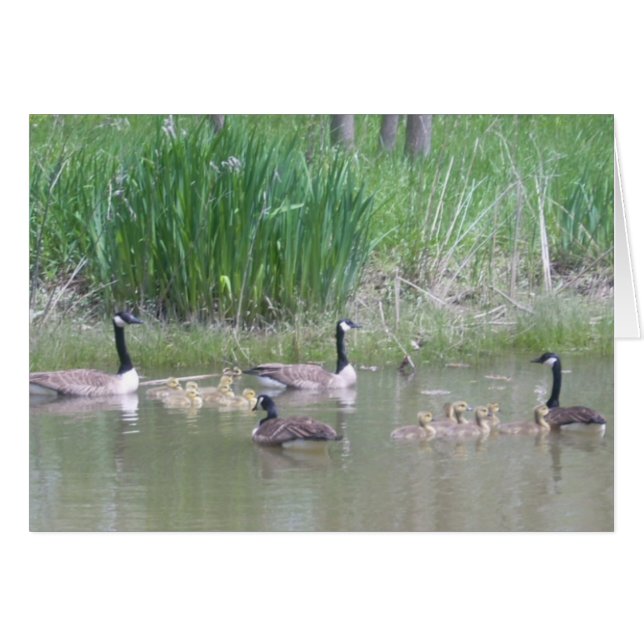 Geese y Goslings en un estanque (Anverso (Horizontal))