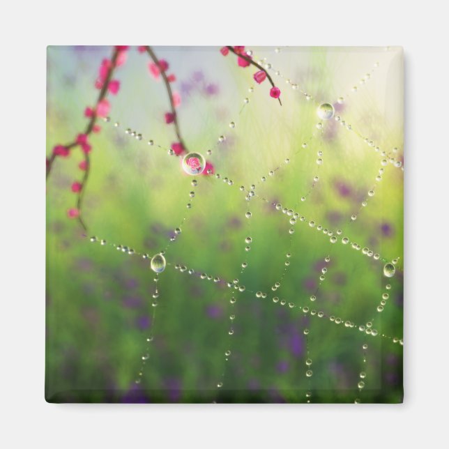 Gemas de un imán matutino de primavera (Frente)