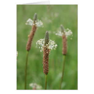 Gemas Grassy
