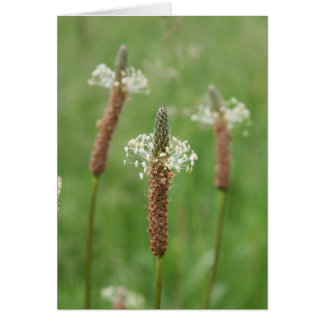 Gemas Grassy