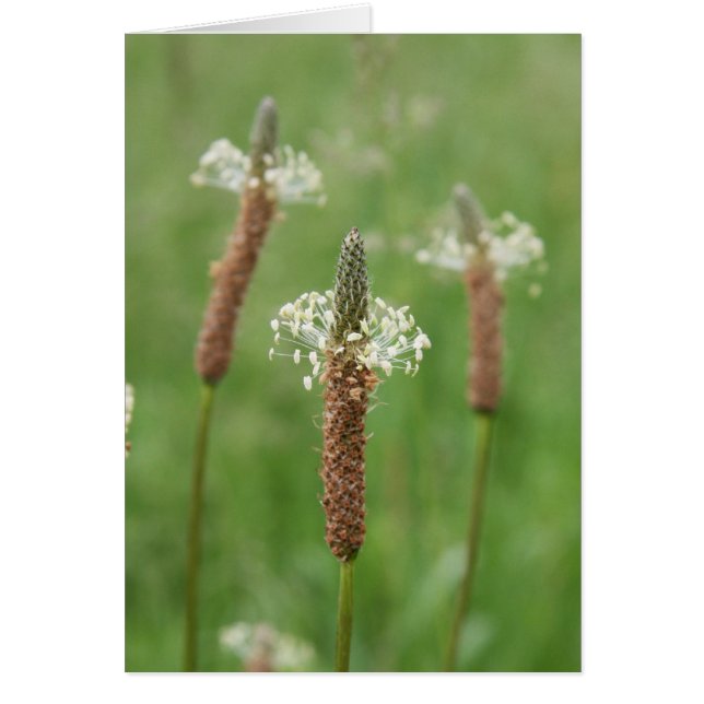 Gemas Grassy (Frente)