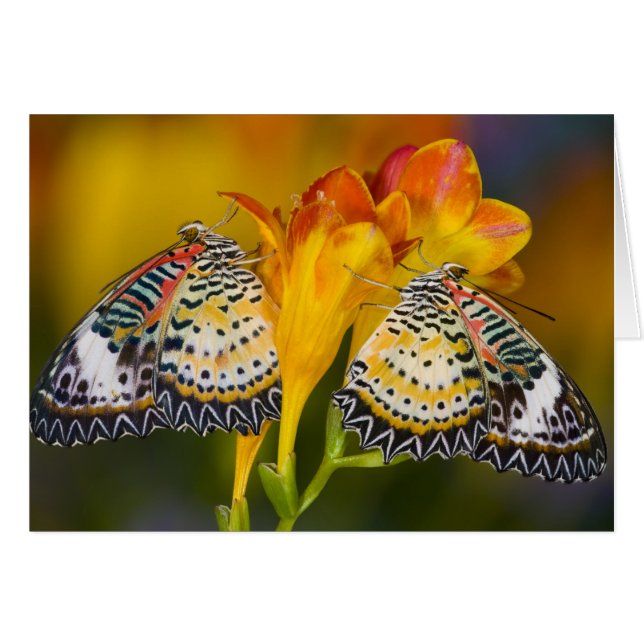 Gemelas Mariposas Tropicales (Anverso (Horizontal))