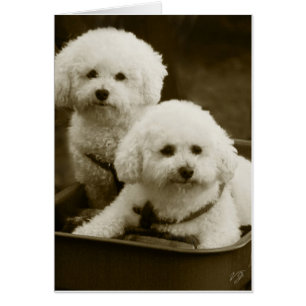 Gemelos de Cachorro Blanco
