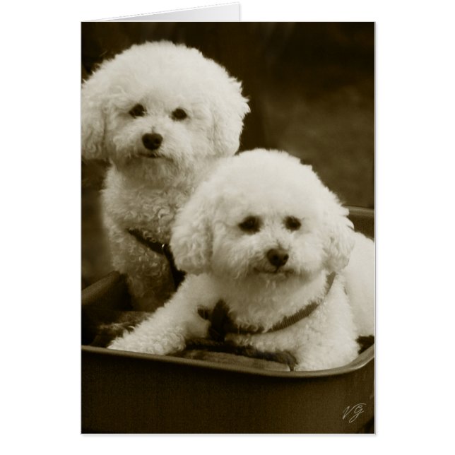 Gemelos de Cachorro Blanco (Frente)