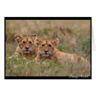 Gemelos de León