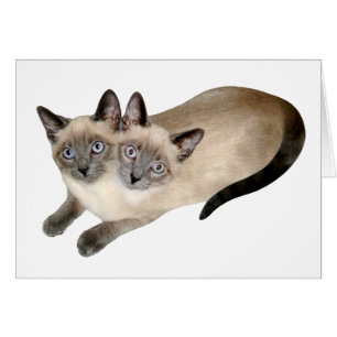Gemelos del gato siamés