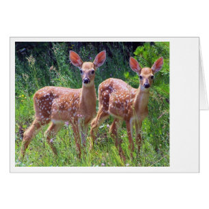 Gemelos Fawn en Hawkweed