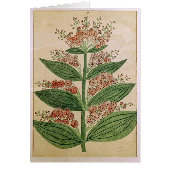 Genciana con las flores imaginarias (Frente)