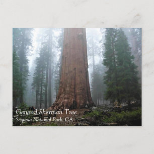 General Sherman Tree, Sequoia, postal CA