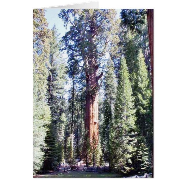 General Sherman Trees Forrests (Frente)