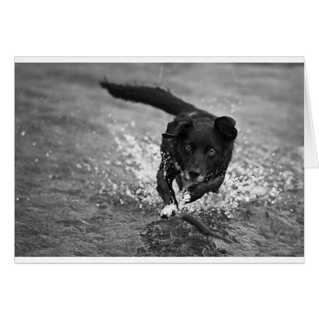 generar un salpicón (Anverso (Horizontal))