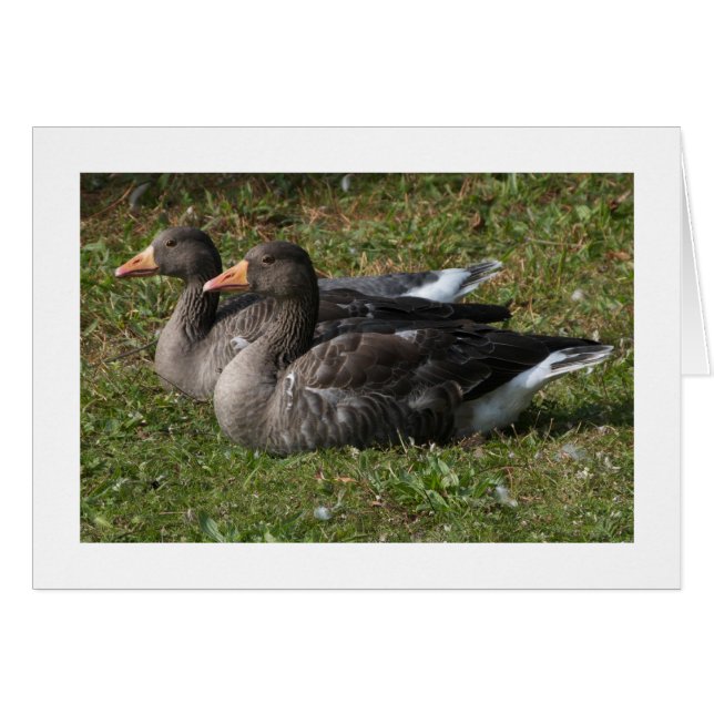 Génesis de Greylag (de gran extensión) (Anverso (Horizontal))