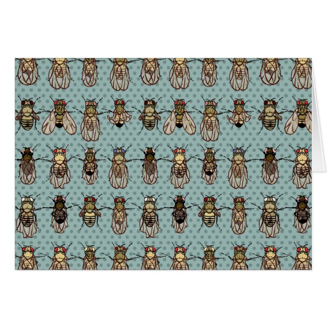 Genética de la mosca del vinagre de la Drosophila (Anverso (Horizontal))