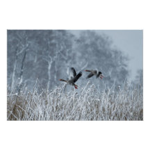 Gens de Greylag volando en poster de nieve