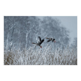 Gens de Greylag volando en poster de nieve