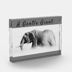Gentle Giant Elephant foto de alta clave con texto