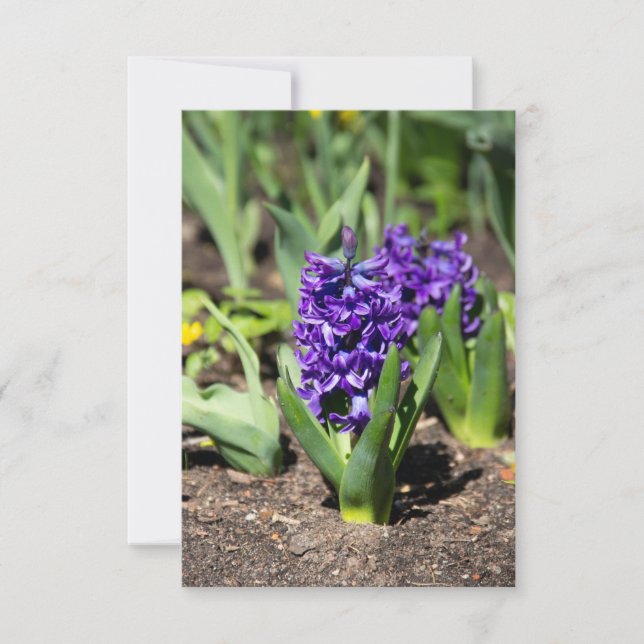 Geocinth azul en primavera (Anverso)