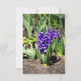 Geocinth azul en primavera