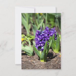 Geocinth azul en primavera